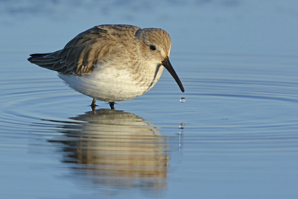 Dunlinadult post breeding, identification