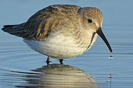 Dunlin