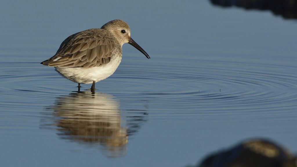 Dunlinadult post breeding, identification