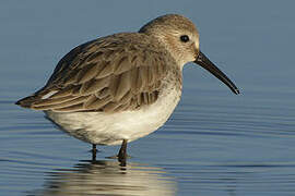 Dunlin