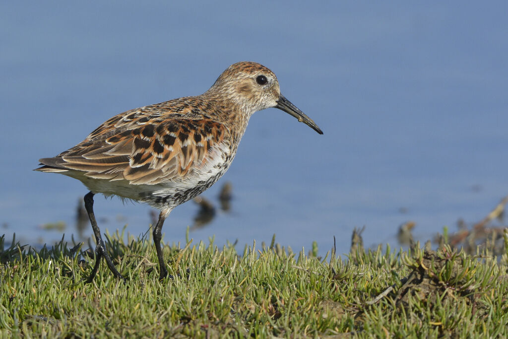 Dunlinadult breeding, identification