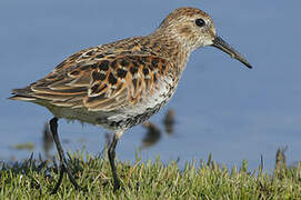 Dunlin