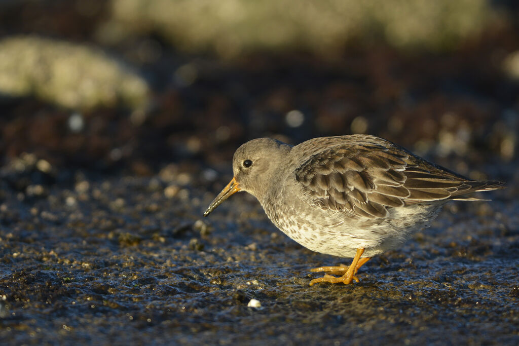 Purple Sandpiperadult post breeding, identification