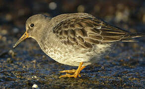 Purple Sandpiper