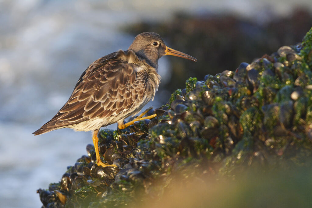 Purple Sandpiperadult post breeding