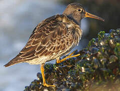 Purple Sandpiper