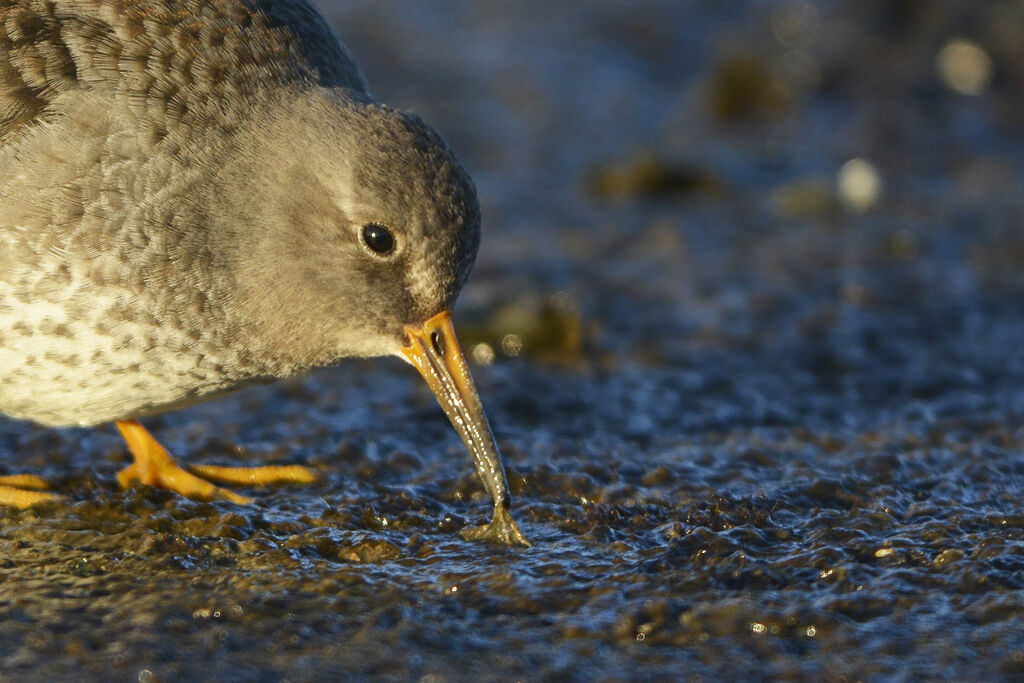 Purple Sandpiperadult, close-up portrait