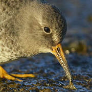 Purple Sandpiper