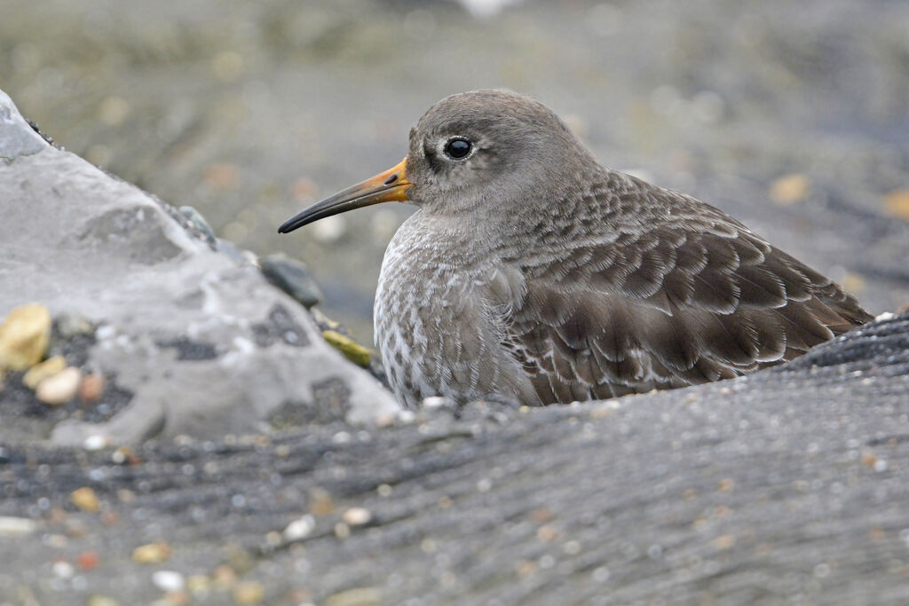 Purple Sandpiperadult post breeding, identification