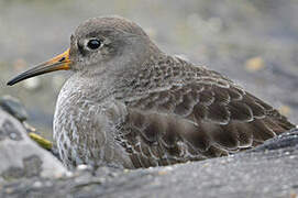 Purple Sandpiper