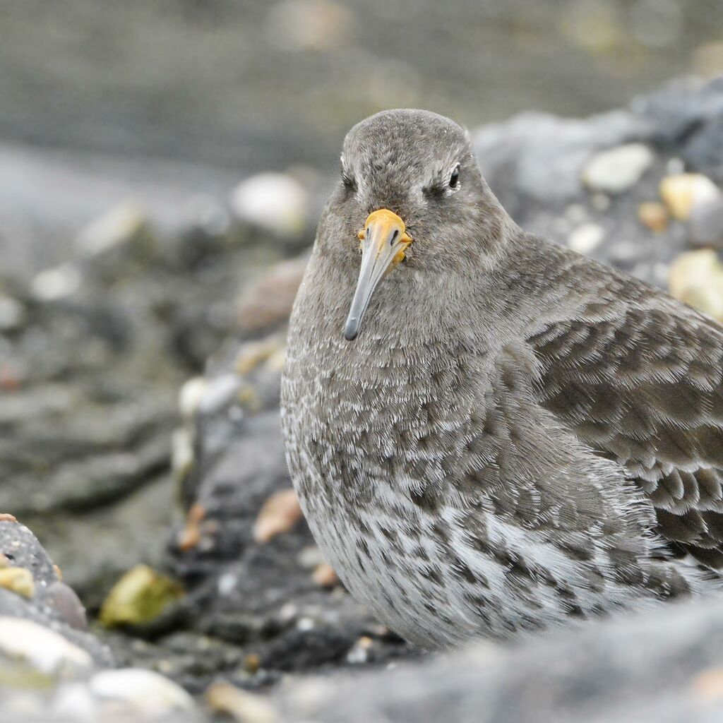 Purple Sandpiperadult post breeding, close-up portrait