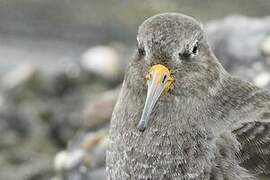 Purple Sandpiper