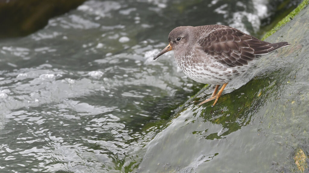 Purple Sandpiperadult post breeding, identification