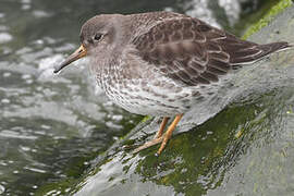 Purple Sandpiper