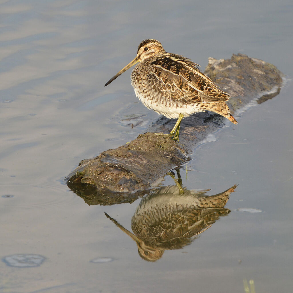 Common Snipe