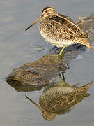 Common Snipe