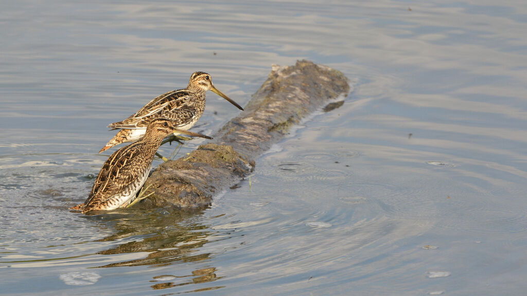 Common Snipe