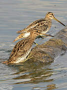 Common Snipe