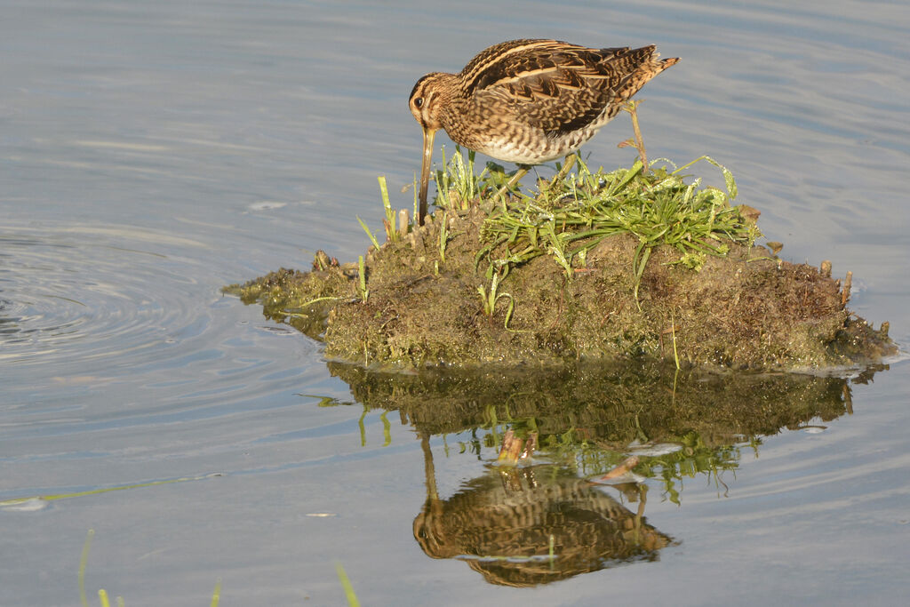 Common Snipe