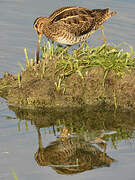 Common Snipe