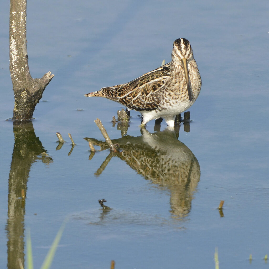 Common Snipe