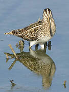 Common Snipe