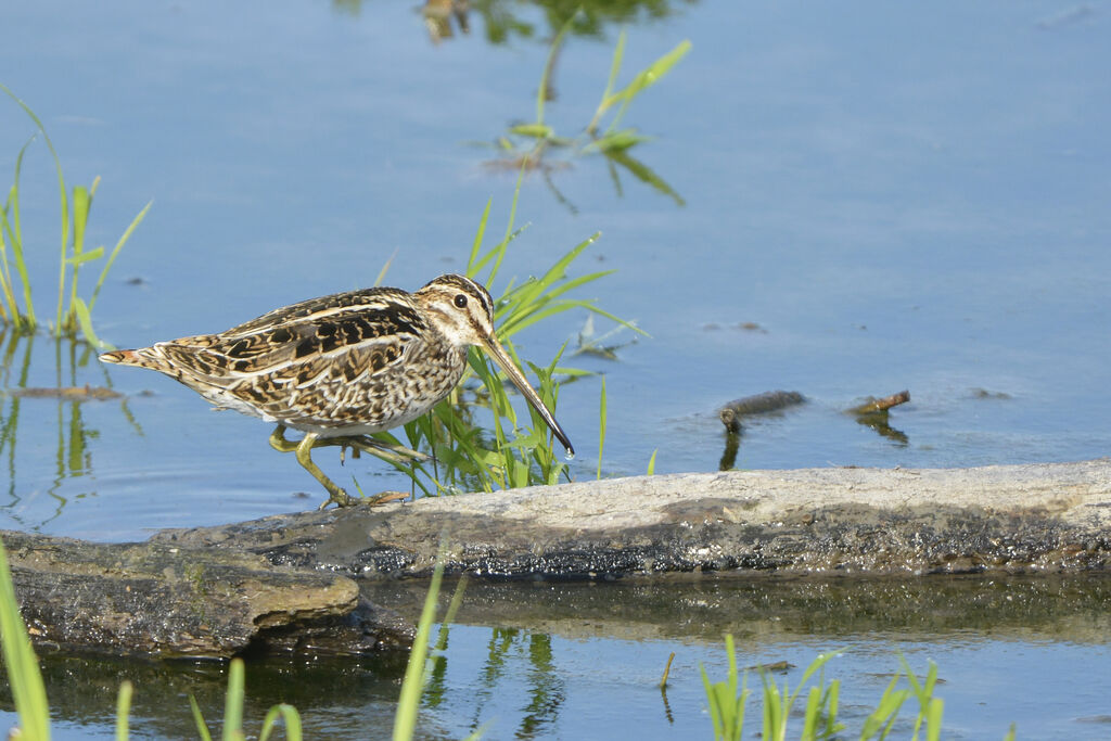 Common Snipe