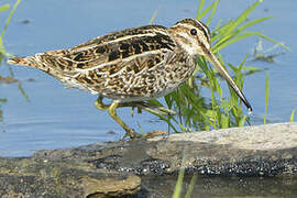 Common Snipe