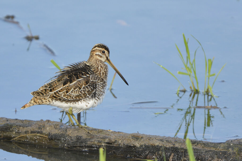 Common Snipe