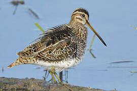 Common Snipe