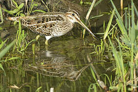 Common Snipe