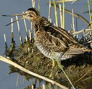 Common Snipe