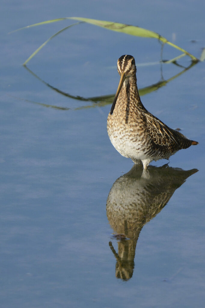 Common Snipeadult, identification