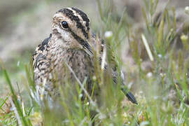 Common Snipe