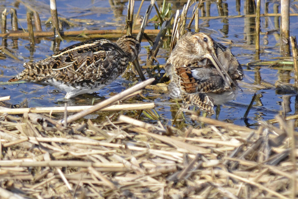 Common Snipeadult, identification