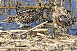 Common Snipe