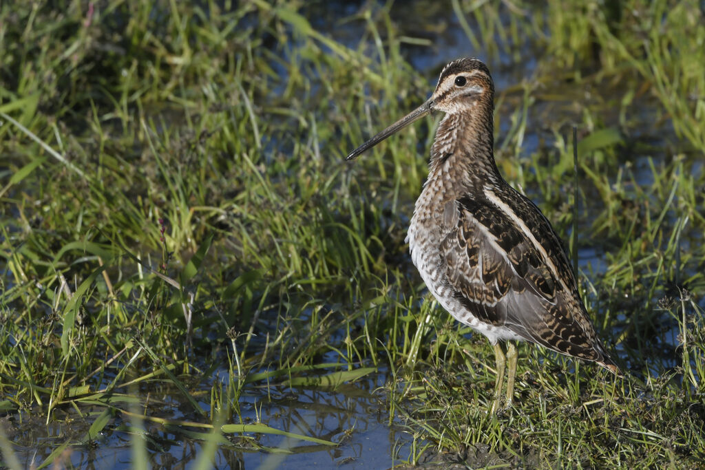 Common Snipeadult, identification