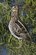 Common Snipe