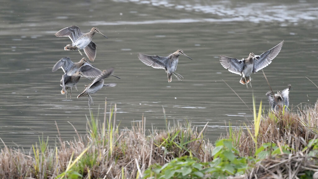 Common Snipe, Flight