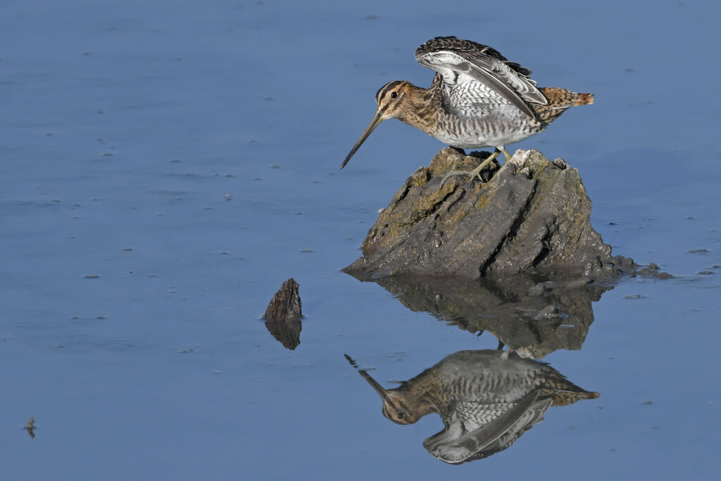 Common Snipeadult, identification