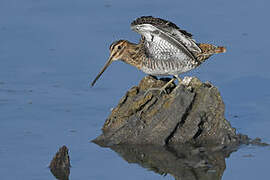 Common Snipe