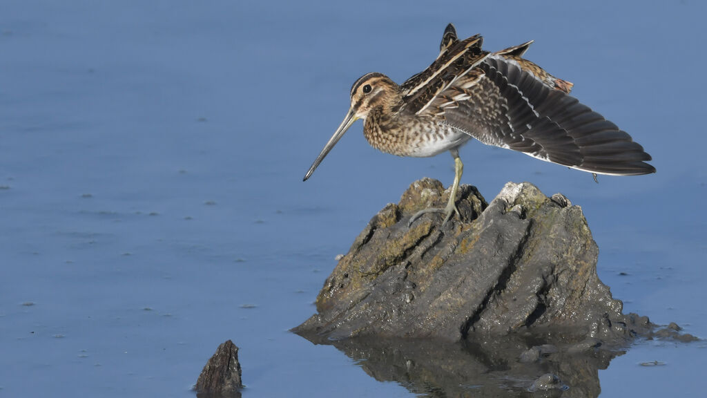 Common Snipeadult, identification