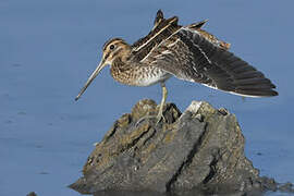 Common Snipe