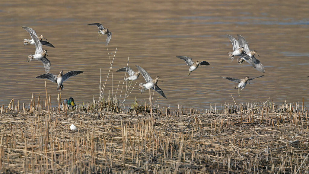 Common Snipe, Flight