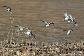 Common Snipe