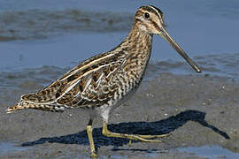 Common Snipe