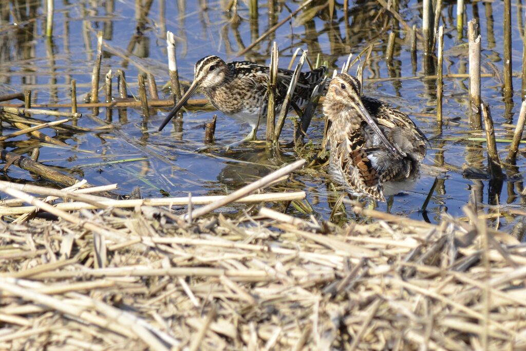 Common Snipeadult, identification