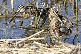 Common Snipe