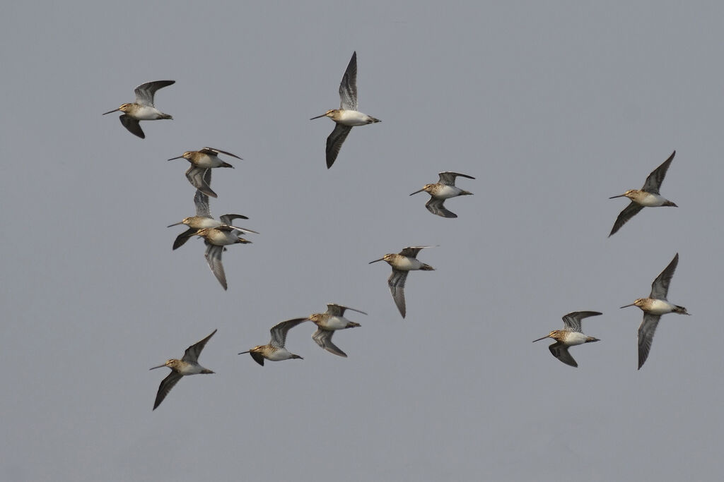 Common Snipe, Flight