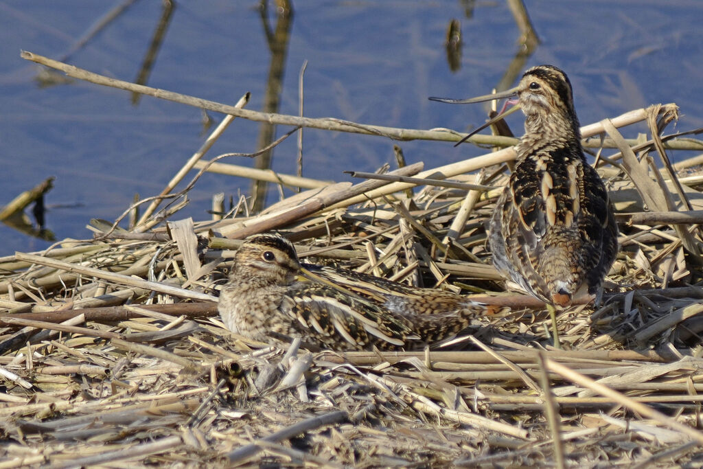 Common Snipeadult, identification